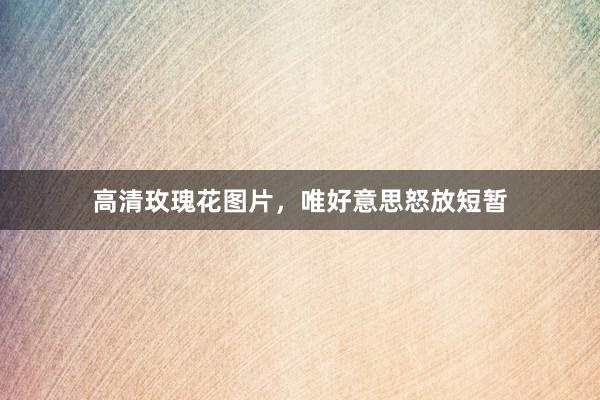 高清玫瑰花图片，唯好意思怒放短暂